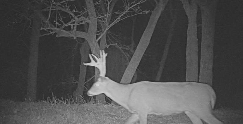 Trail Cam 4