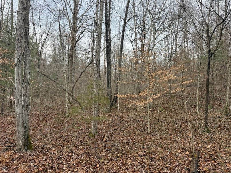 011 forested area in the west area of the property