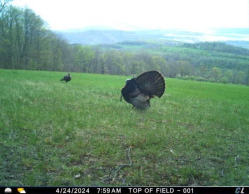 Trail Cam 2