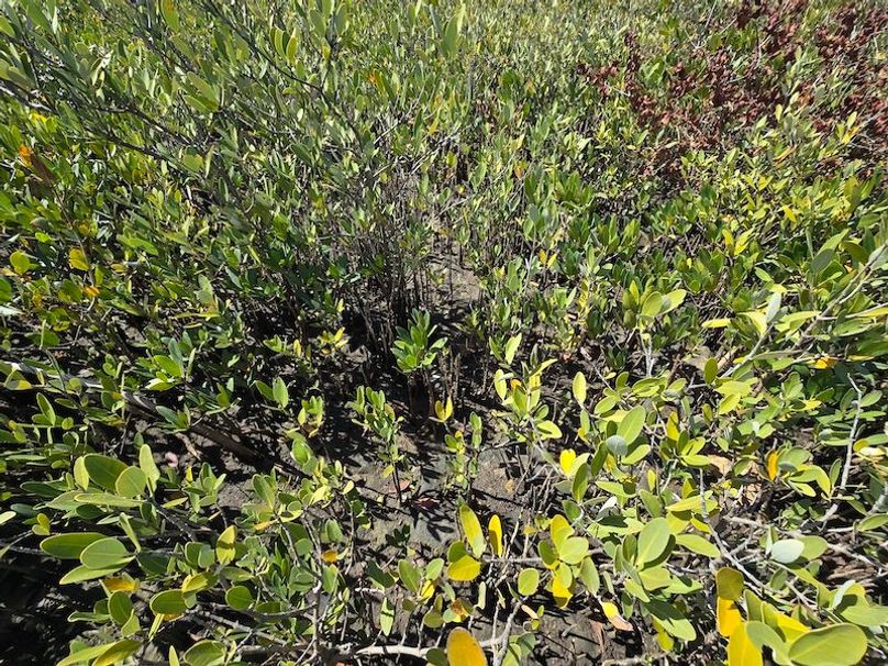 17.17ac, Citrus, Josiah Ronco03