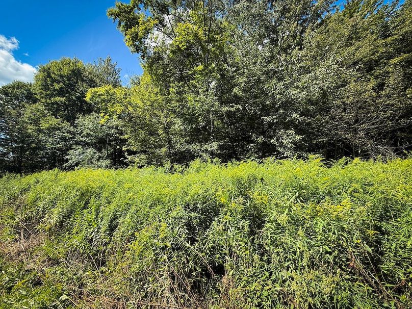 Tioga NY 64 Shores 4