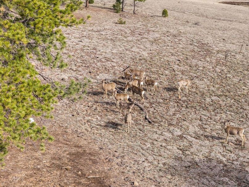 058 - Mule Deer