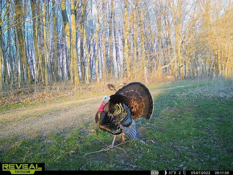 Trailcam - 15