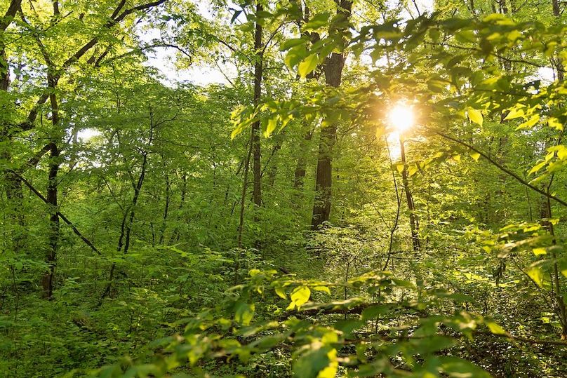 woods understory dense