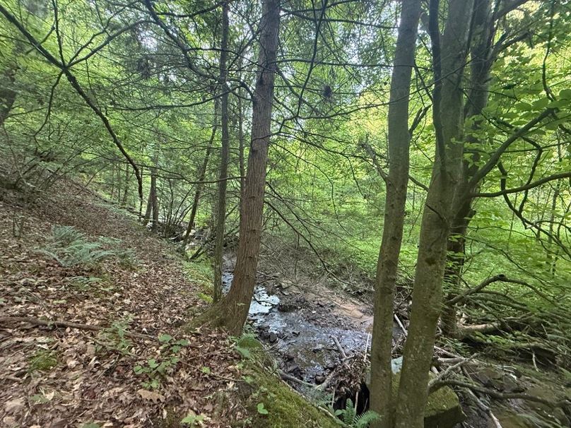 020 view from the hillside looking down into the stream bed-2