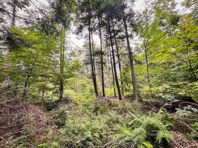 Chemung_60.55_Baumunk_Photos_9