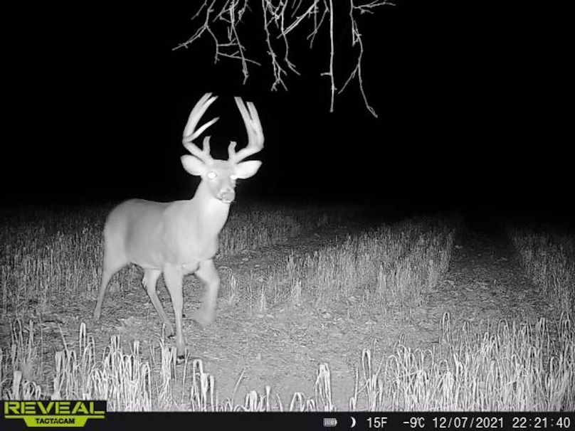 Copy of deer photos.77