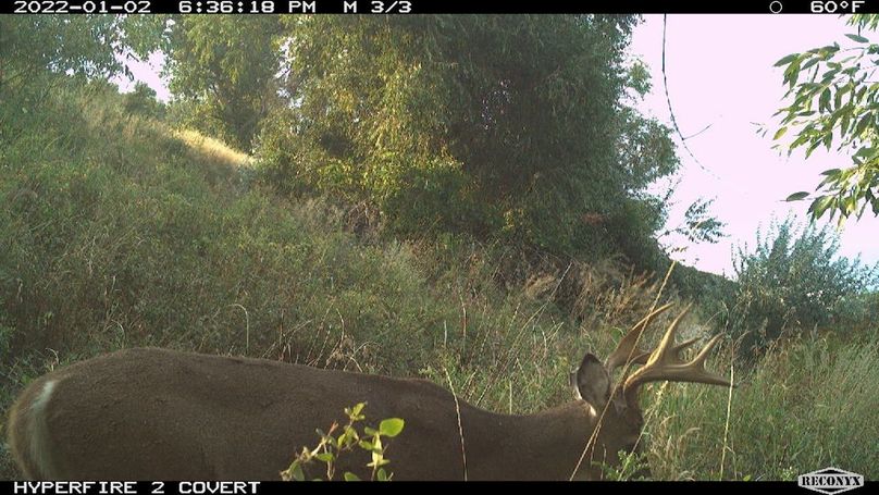 #2trailcam
