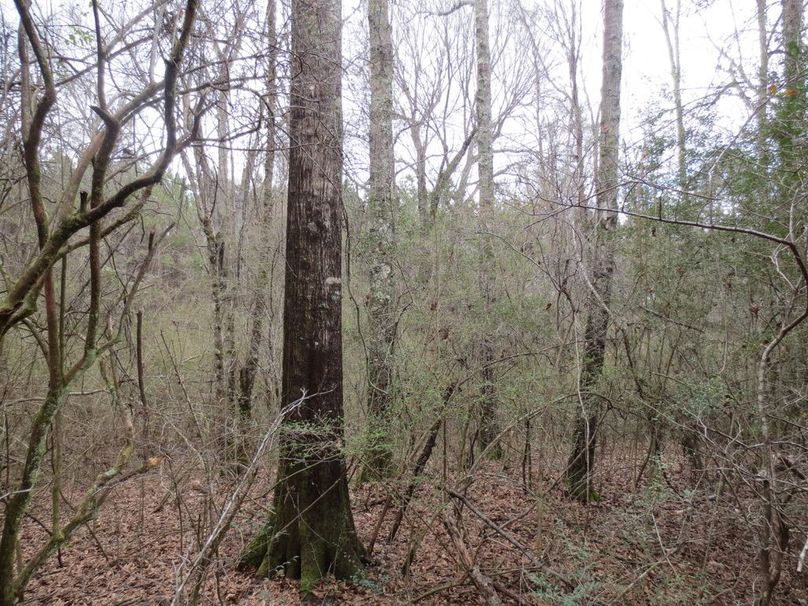 6F6E10A6-2573-42C8-9112-A5CC134BC987_1_105_c