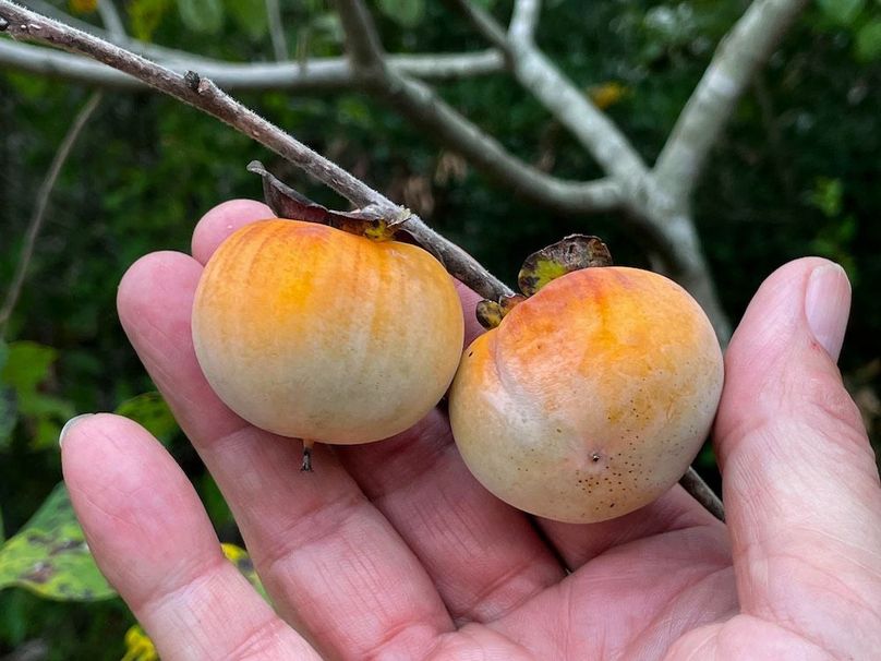 Persimmons