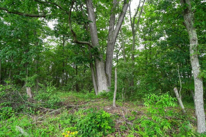 Bedford,121,Beegle-33