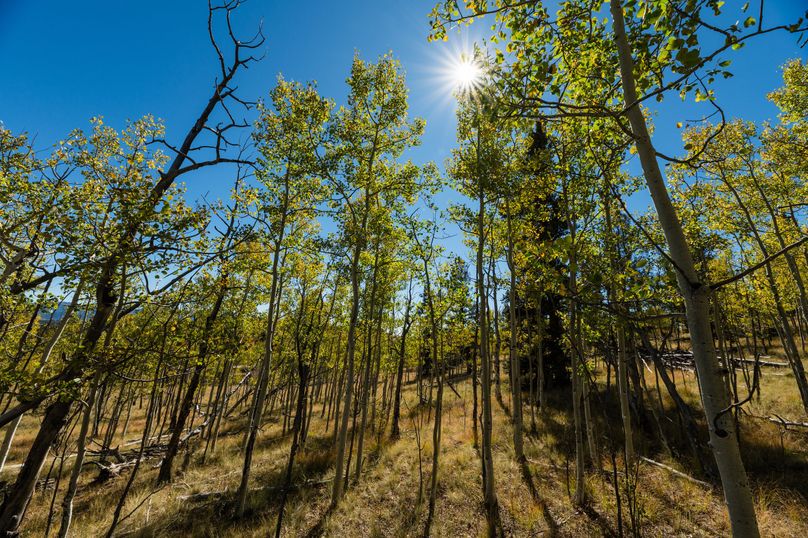 Park Co 35.37 Bowling - 020 Young Quaking Aspen Grove