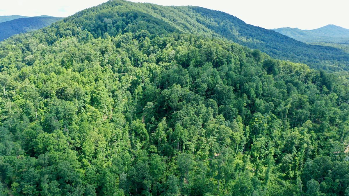 Large Rural Timber Tract Near Sunbright TN Whitetail Properties