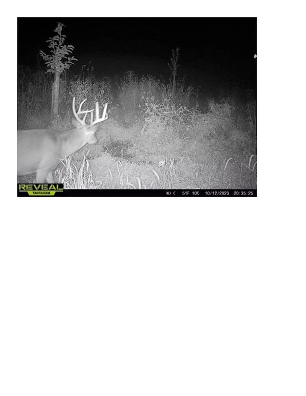 Trail Cam 2