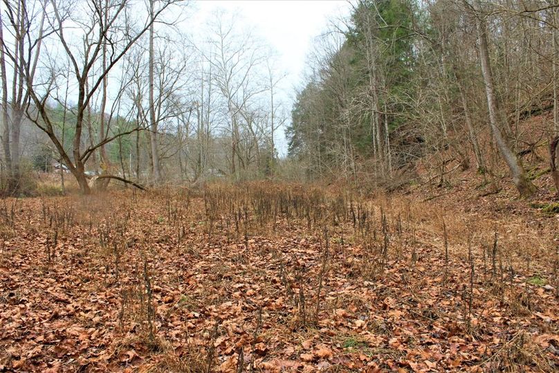 007 a small field area down near the creek along the north edge of the property, great for a garden or food plot