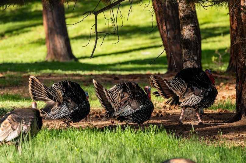 047 - Wild Turkeys