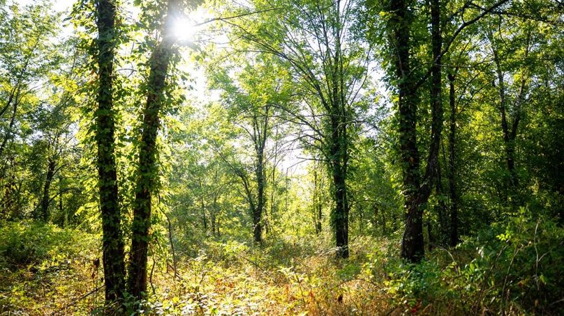 MadisonParLa1372-141