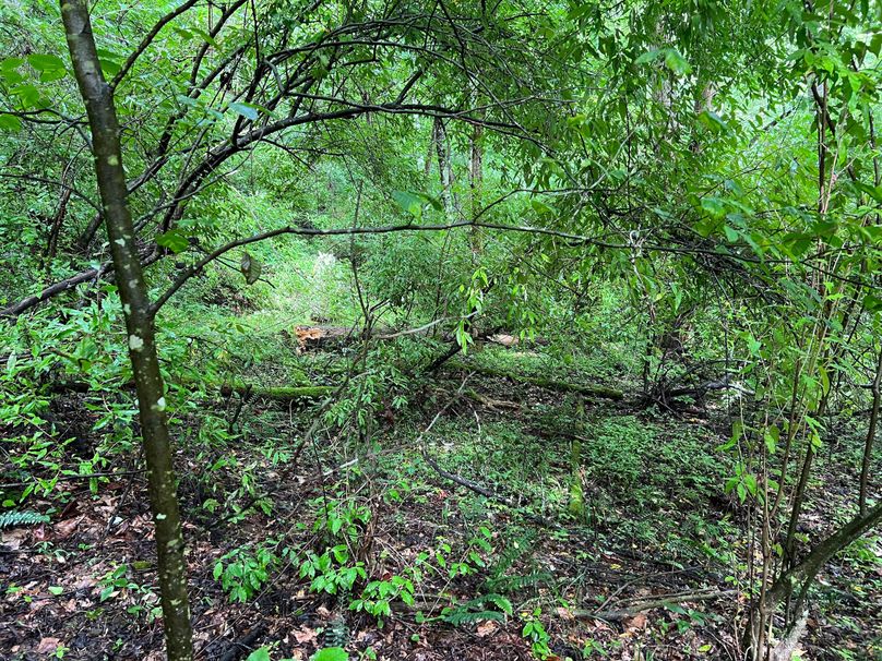 Wirt, WV 150.75 AC Tinnell-07