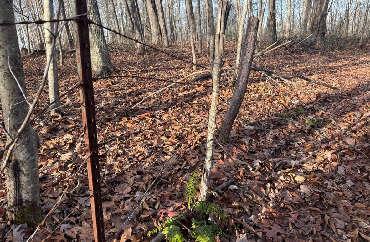 005 the old barb wire fence along the north boundary along the ridge