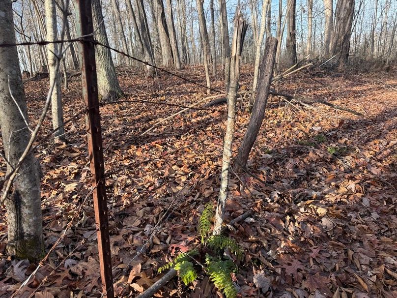 005 the old barb wire fence along the north boundary along the ridge