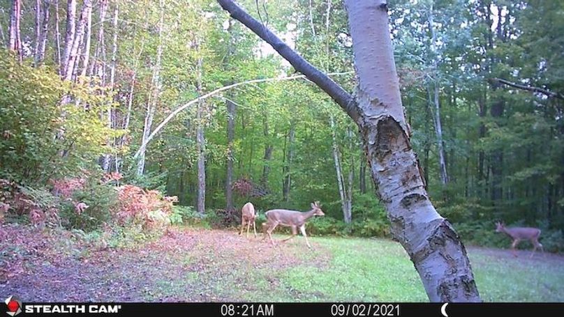 Deer 7