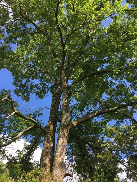 1F062EA1-D344-47B8-AB1D-EC5F4BE1CEE4_1_105_c