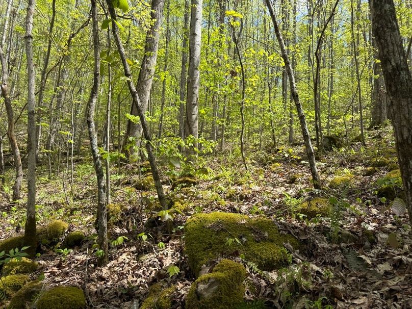 021 more of these moss laden small boulders in a subtle draw
