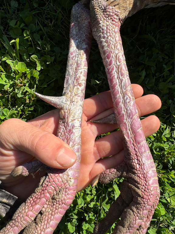 Screenshot 2026-03-02 at 9.56.43 AM