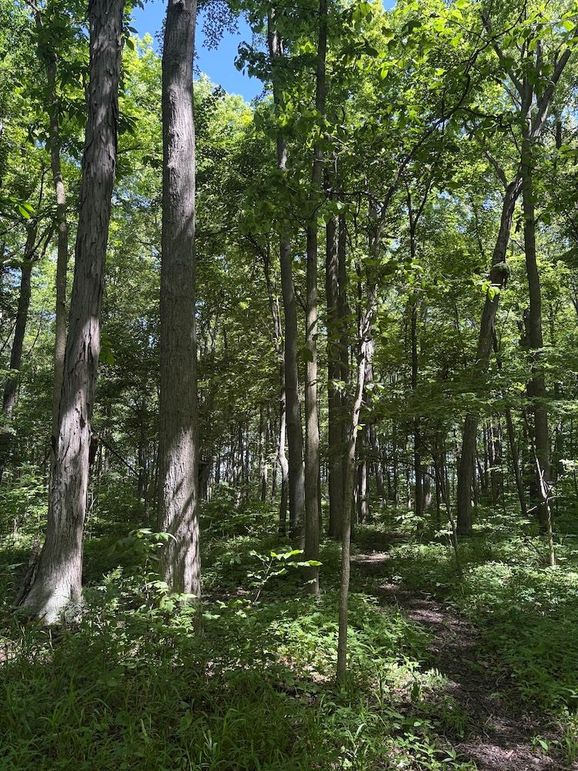 trail 6