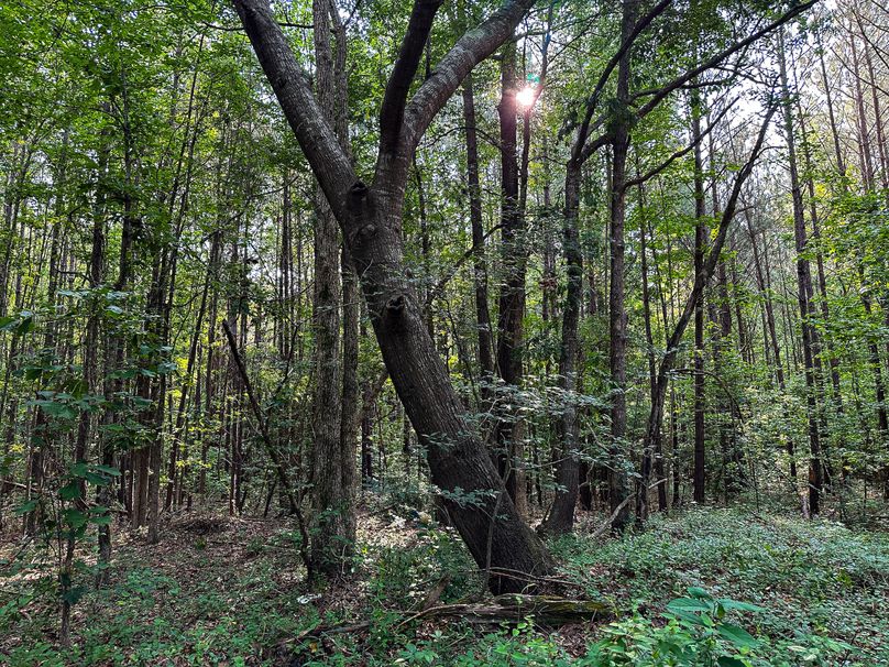 Clay County, MS 17.5+_- Jennings-12