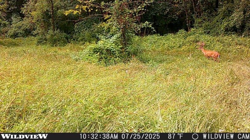 New Deer Trailcam