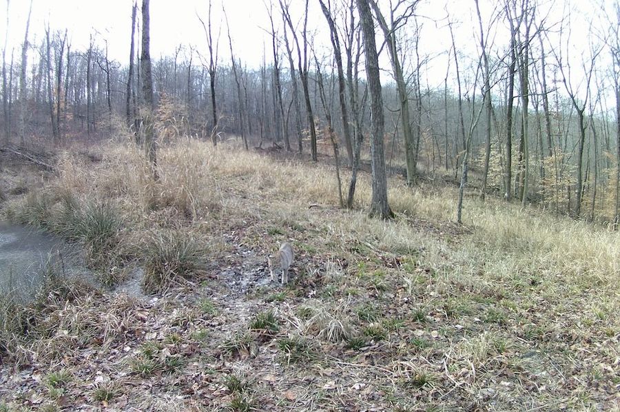 bobcat