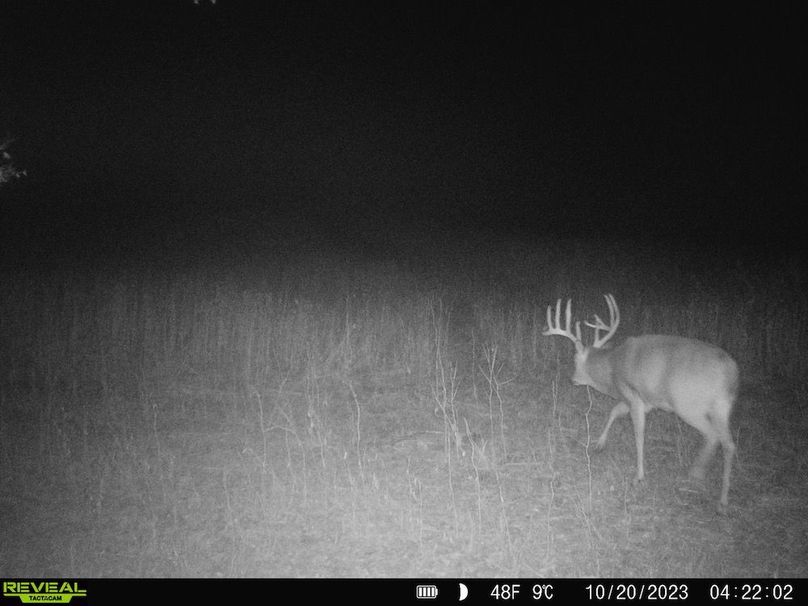 Copy of deer photos.150