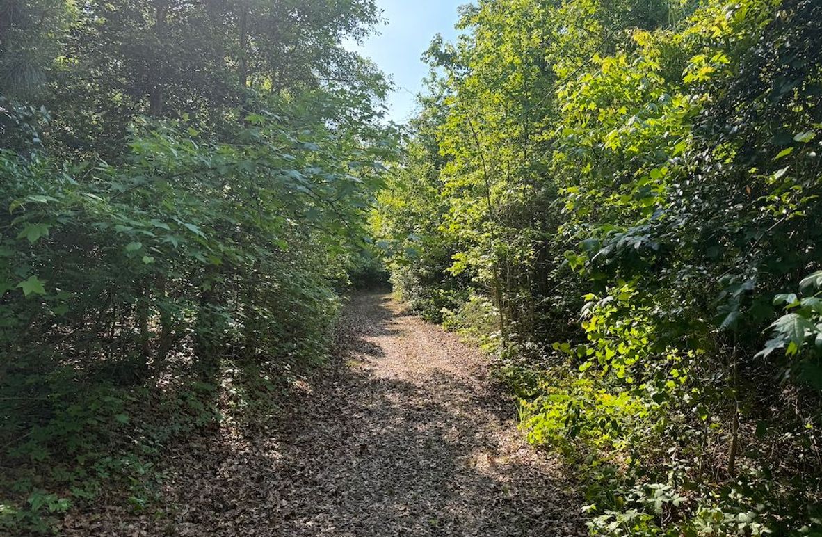 3 - trail 2