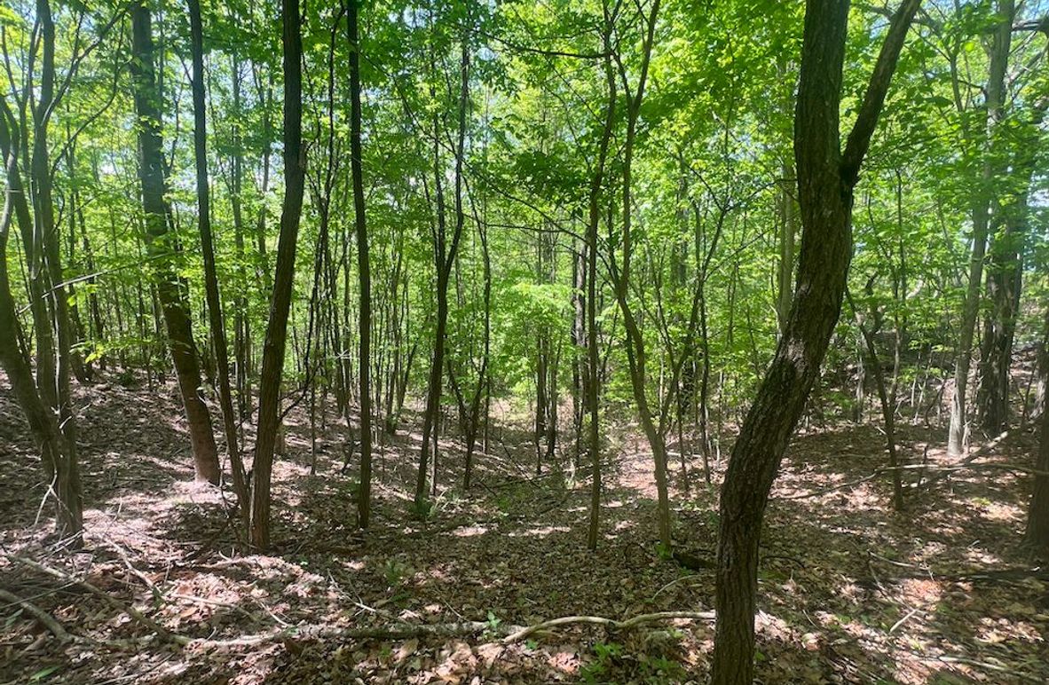 04 Buildable lot pic