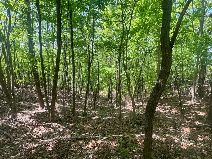 04 Buildable lot pic