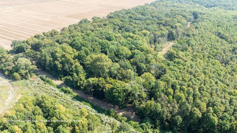 Tallahatchie 847 Messina-86