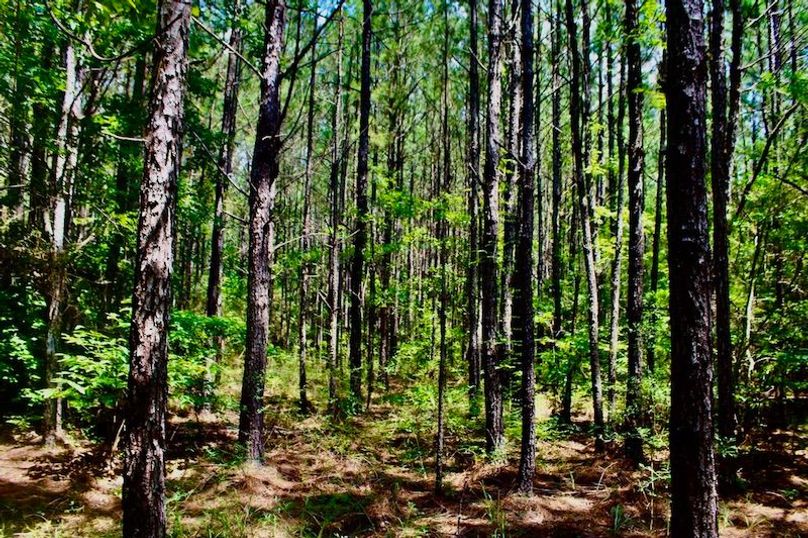 AA677ADC-11B4-439E-836D-16FBAAB5DE86_1_105_c