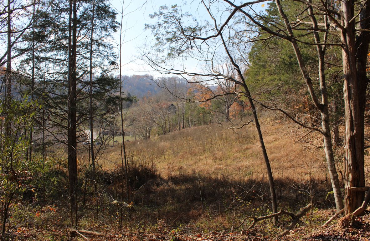 003 fall view looking out of the woods down the valley
