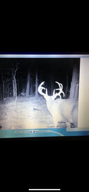 deer pic 2