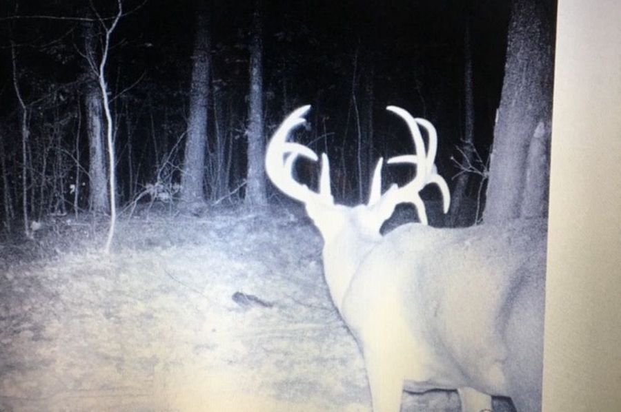 deer pic 2