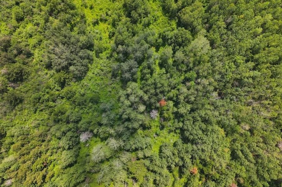 dji_fly_20240801_130720_0126_1722616716737_photo (1)