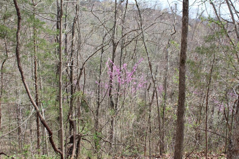 010 those spring redbuds blooming are symbolic of these mountains in April