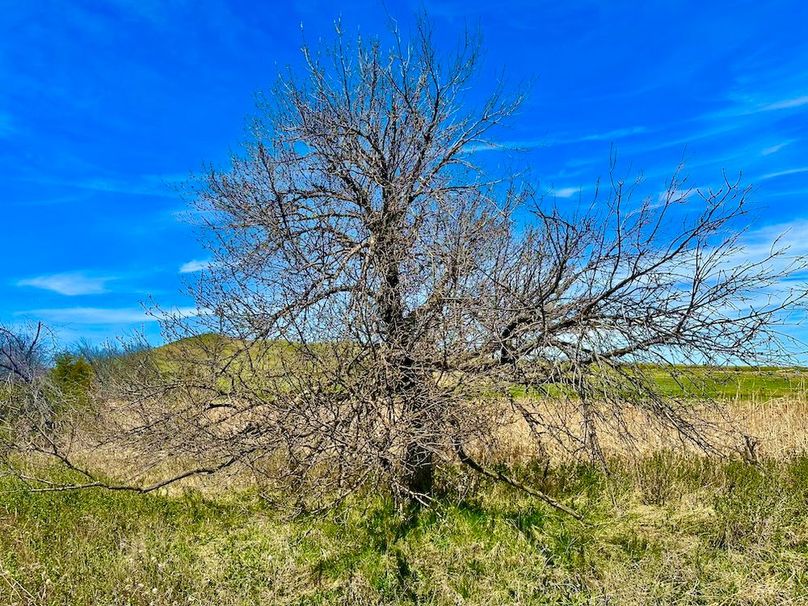 Trees(5)