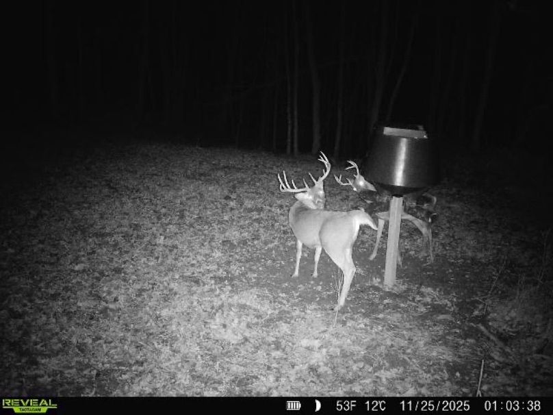 deer pic 15-2
