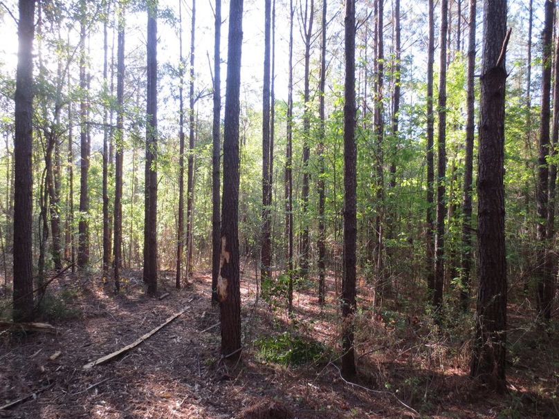 9F951647-31FE-4F61-8A4A-5A85C877B39B_1_105_c