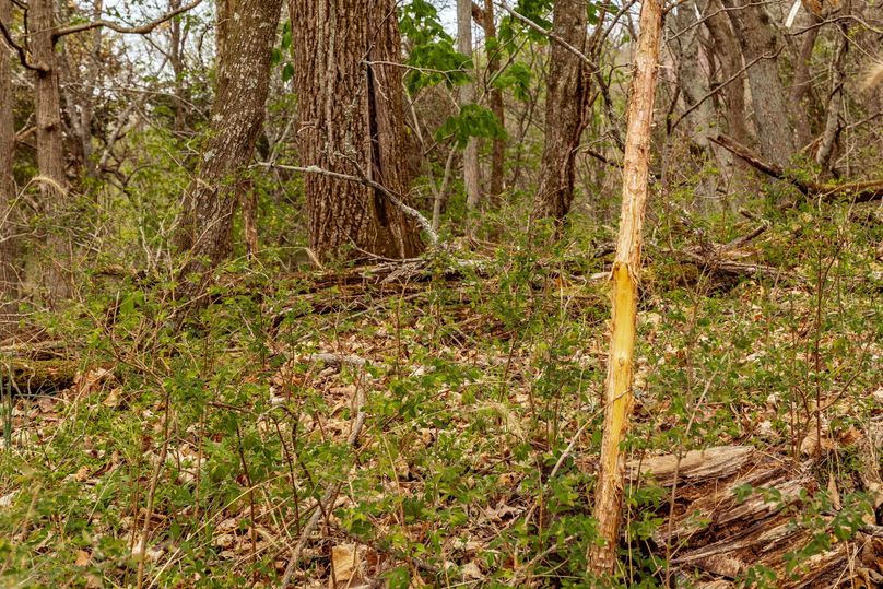 27-web-or-mls-Wolf Hill-5