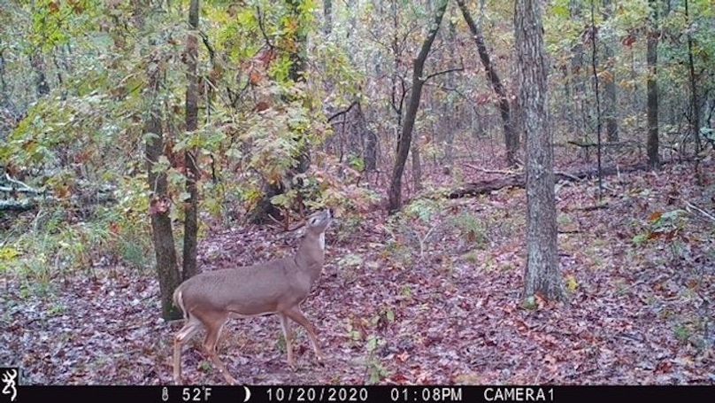Buck 96 2