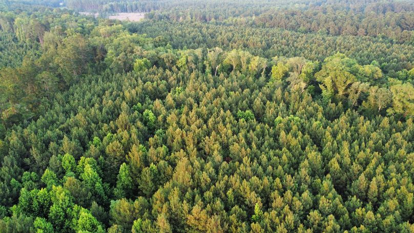 IMG_0275.JPG effingham