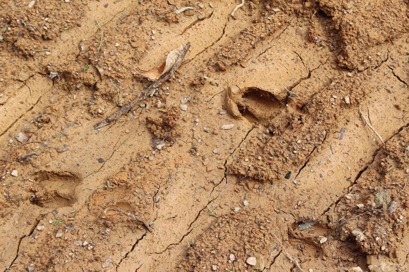 009 some fresh visitor tracks near the pond